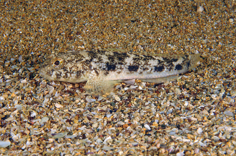 G. paganellus, G. incognitus, G. niger